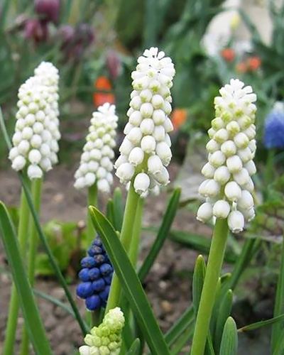 Muscari botryoides album.jpg